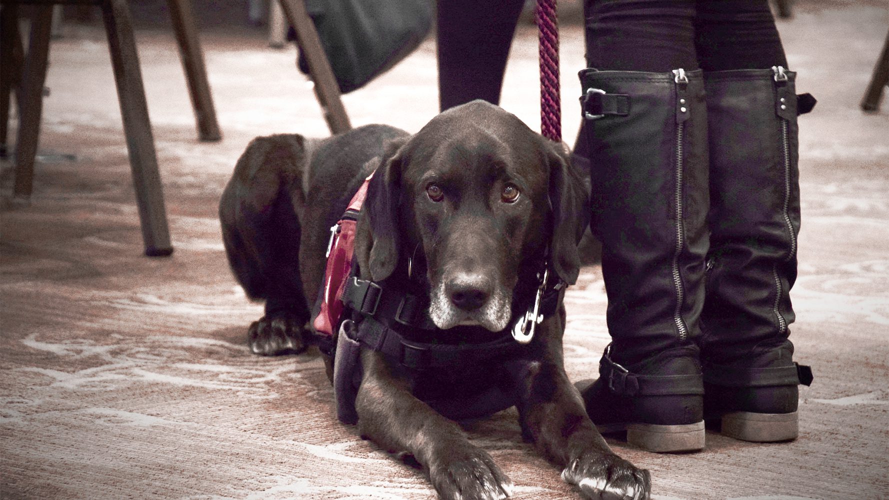 Ranger the Dog poses for the camera