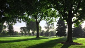 Green golf course with tall trees.