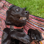 360 Communities Survivor Support Dog Clyde